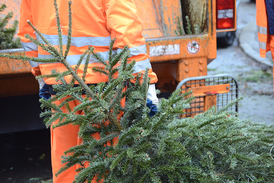 Mitarbeitende der HWS entsorgen Weihnachtsbäume in der Stadt Halle (Saale). 