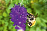 Zurück zur Natur