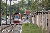 Neuer Wald für die Rabeninsel