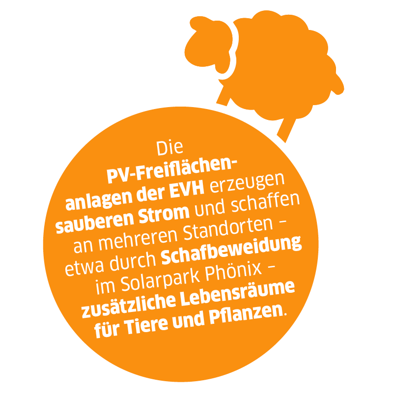 Piktrogramm mit Text "Die PV-Freiflächenanlagen der EVH erzeugen sauberen Strom und schaffen an mehreren Standorten – etwa durch Schafbeweidung im Solarpark Phönix – zusätzliche Lebensräume für Tiere und Pflanzen."