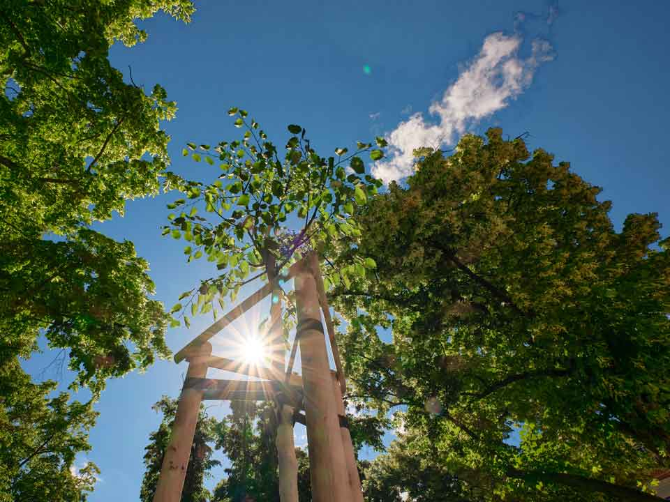 Junger Baum neben zwei größeren Bäumen mit blauem Himmel im Hintergrund.