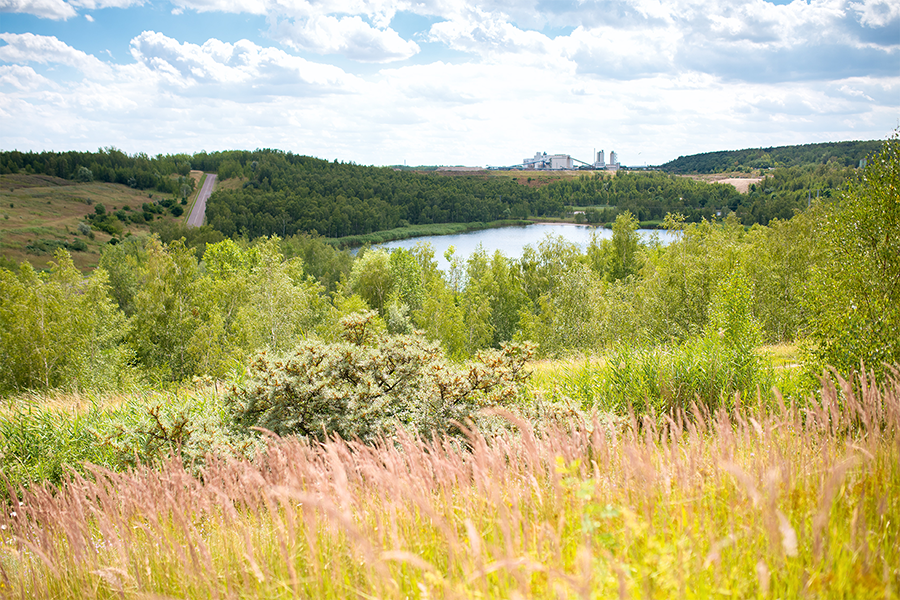 Deponie in Halle-Lochau - blühende Landschaft