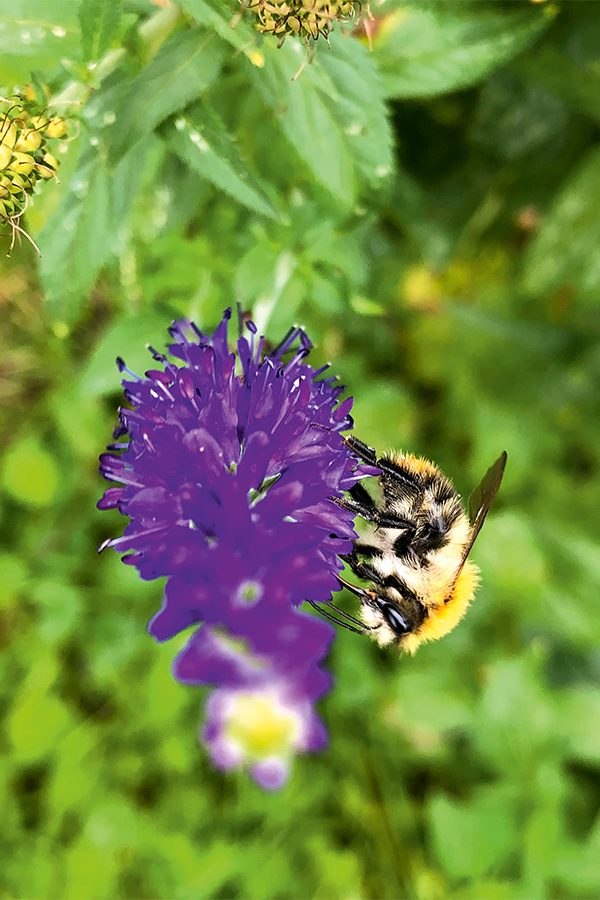 Biene auf lila Blume.