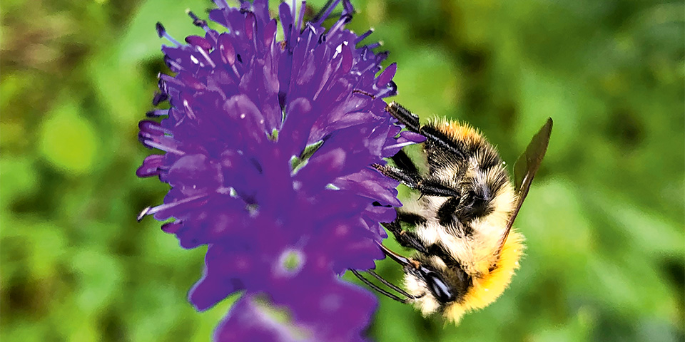 Biene auf lila Blume.